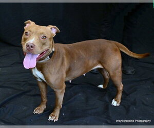 Staffordshire Bull Terrier Dogs for adoption in Ocala, FL, USA