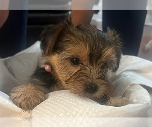 Yorkshire Terrier Puppy for sale in ATLANTA, GA, USA
