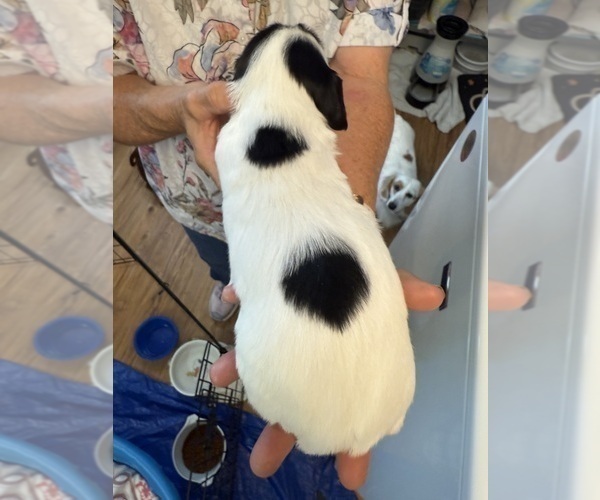 Medium Photo #2 Dachshund Puppy For Sale in ASHLAND, NE, USA