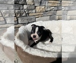 Small Photo #5 Boston Terrier Puppy For Sale in LYNNWOOD, WA, USA