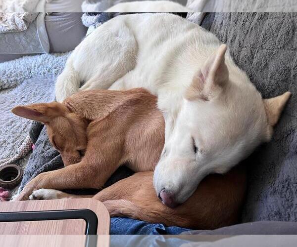 Medium Photo #10 Siberian Husky Puppy For Sale in New York, NY, USA
