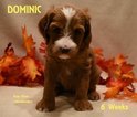 Small Photo #5 Australian Labradoodle Puppy For Sale in ANDOVER, MN, USA