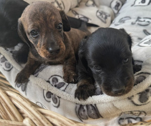 Dachshund Puppy for Sale in IPSWICH, Massachusetts USA