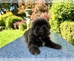 Small Photo #31 Shih Tzu Puppy For Sale in HAYWARD, CA, USA