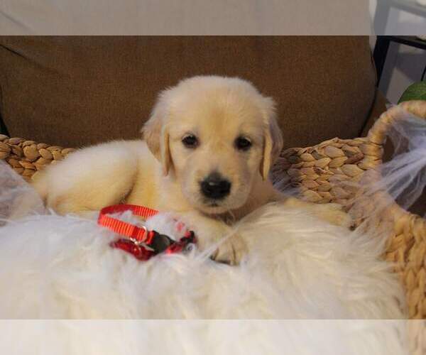 Medium Photo #5 Golden Retriever Puppy For Sale in CARLTON, GA, USA