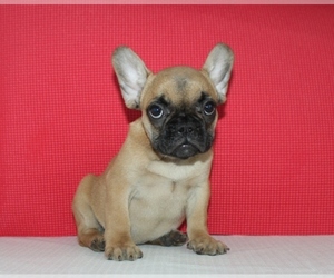 French Bulldog Puppy for sale in HIALEAH, FL, USA