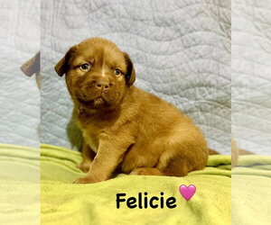 Staffordshire Bull Terrier-Unknown Mix Dogs for adoption in Holly Springs, NC, USA