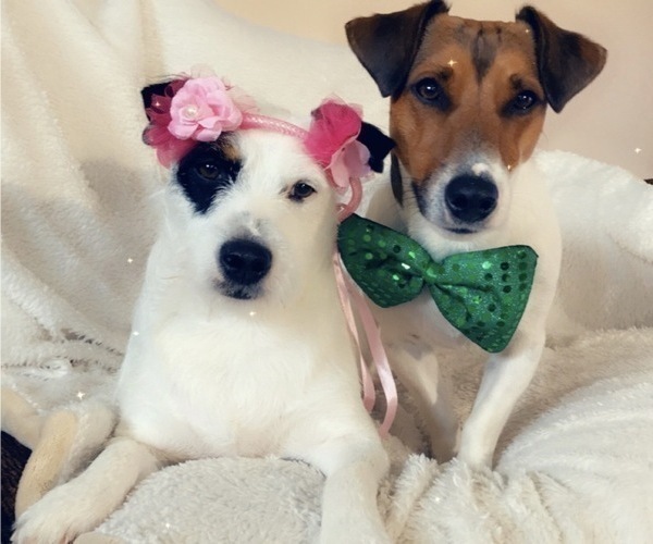 Medium Photo #4 Jack Russell Terrier Puppy For Sale in COLTON, CA, USA