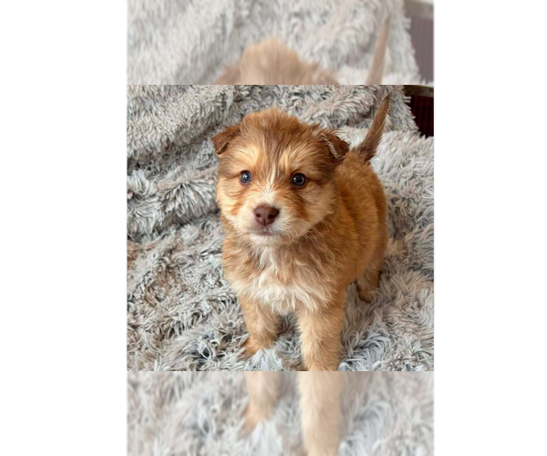 Medium Photo #9 Border Collie-Unknown Mix Puppy For Sale in New York, NY, USA