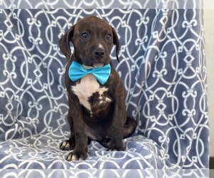 American Staffordshire Terrier Puppy for sale in LAKELAND, FL, USA