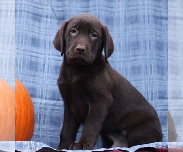 Medium Photo #1 Labrador Retriever Puppy For Sale in ELLIOTTSBURG, PA, USA