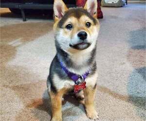 Shiba Inu Puppy for sale in COLUMBUS, OH, USA