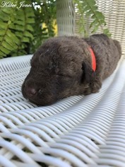 Medium Chesapeake Bay Retriever