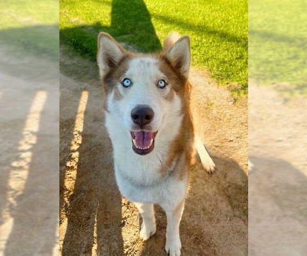 Medium Photo #1 Siberian Husky Puppy For Sale in Riverside, CA, USA