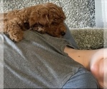 Puppy Coco Cock-A-Poo