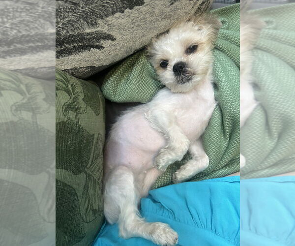 Medium Photo #10 Mutt Puppy For Sale in Brooklyn, NY, USA