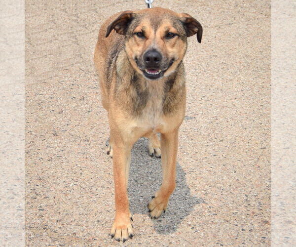 Medium Photo #5 Black Mouth Cur-German Shepherd Dog Mix Puppy For Sale in Huntley, IL, USA