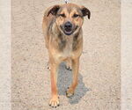 Small #4 Black Mouth Cur-German Shepherd Dog Mix