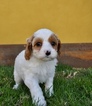Small Photo #16 Cavapoo Puppy For Sale in PHOENIX, AZ, USA