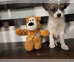 Small Photo #7 Pomsky Puppy For Sale in CHICAGO RIDGE, IL, USA