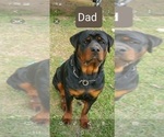 Small Photo #1 Rottweiler Puppy For Sale in BAYTOWN, TX, USA