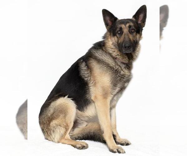 Medium Photo #4 German Shepherd Dog Puppy For Sale in Santa Maria, CA, USA