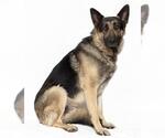 Small #3 German Shepherd Dog