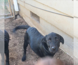 Labrador Retriever Dog for Adoption in JUNCTION CITY, Oregon USA