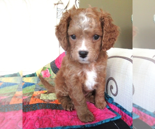 Medium Photo #1 Cavapoo Puppy For Sale in FINDLAY, OH, USA
