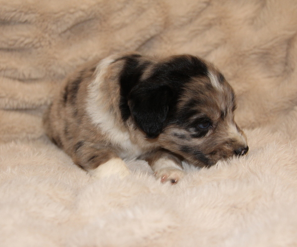 Medium Photo #3 Australian Shepherd Puppy For Sale in STEWART, MS, USA
