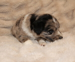 Small #2 Australian Shepherd