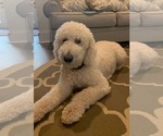 Small Photo #1 Labradoodle Puppy For Sale in HOGANSVILLE, GA, USA