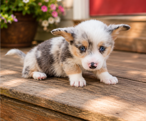Pembroke Welsh Corgi Puppy for sale in MILTON, WI, USA