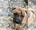 Small American Bandogge mastiff