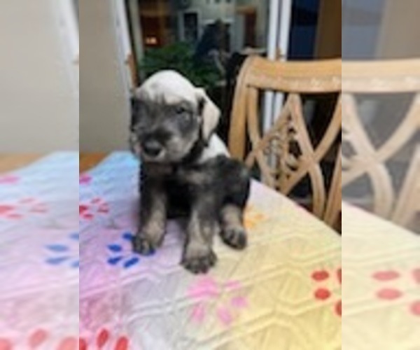 Medium Photo #2 Schnauzer (Giant) Puppy For Sale in SAINT CLOUD, FL, USA