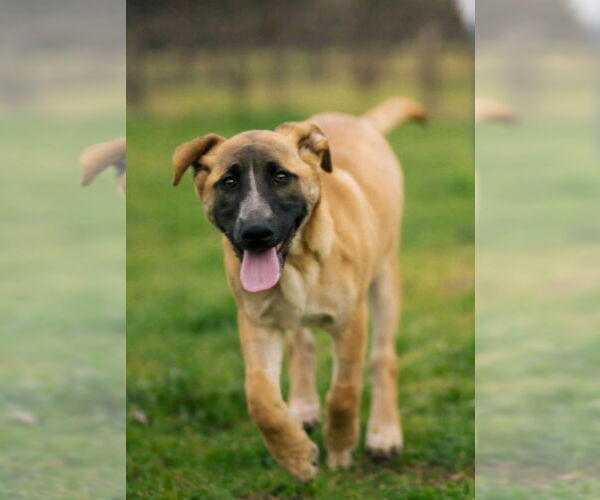 Medium Photo #1 German Shepherd Dog-Unknown Mix Puppy For Sale in Santa Rosa, CA, USA