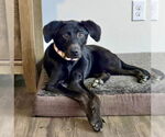 Small #1 Labrador Retriever Mix
