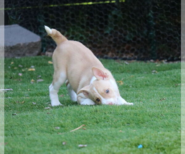 Medium Photo #2 Huskies -Unknown Mix Puppy For Sale in San Diego, CA, USA