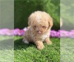 Small #14 Poodle (Toy)