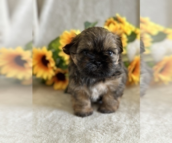 Medium Photo #3 Shih Tzu Puppy For Sale in ORLANDO, FL, USA