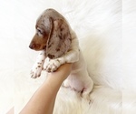 Small #1 Dachshund