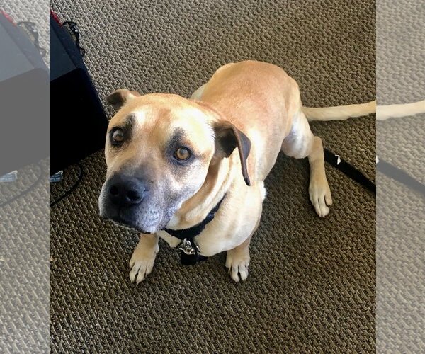 Medium Photo #2 Black Mouth Cur-Boxer Mix Puppy For Sale in Dana Point, CA, USA