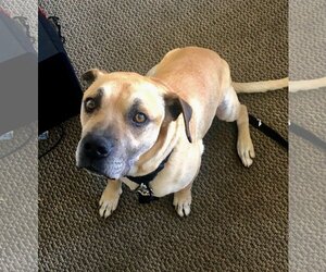 Kobe Boy - Male Black Mouth Cur-Boxer Mix Dog for Adoption - Photo #2
