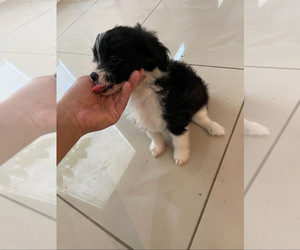 Border Collie-Papillon Mix Puppy for sale in FORT LAUDERDALE, FL, USA