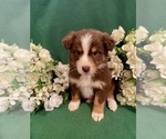 Small Australian Shepherd