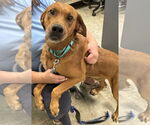 Small #4 Golden Retriever Mix