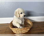 Small Photo #5 Golden Retriever Puppy For Sale in BENNINGTON, NE, USA