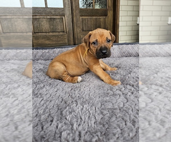 Medium Photo #20 Rhodesian Ridgeback Puppy For Sale in BUMPASS, VA, USA