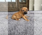 Small #1 Rhodesian Ridgeback