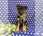 Small #1 German Shepherd Dog